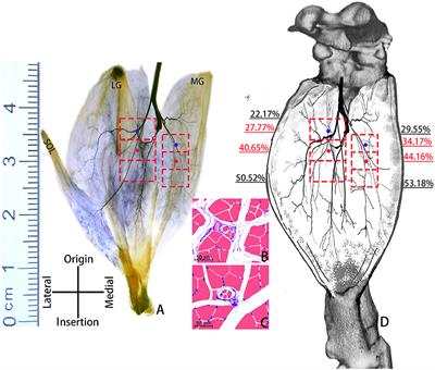 The highest region of muscle spindle abundance should be the optimal target of botulinum toxin A injection to block muscle spasms in rats